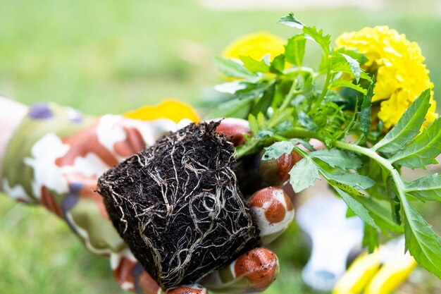 Yellow and orange marigold seedlings with roots are prepared for planting in the open ground in spring Unpretentious garden flowers in the hands of a gardener flower bed and yard care