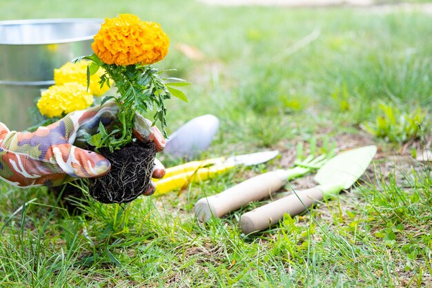 Photo yellow and orange marigold seedlings with roots are prepared for planting in the open ground in spring unpretentious garden flowers in the hands of a gardener flower bed and yard care