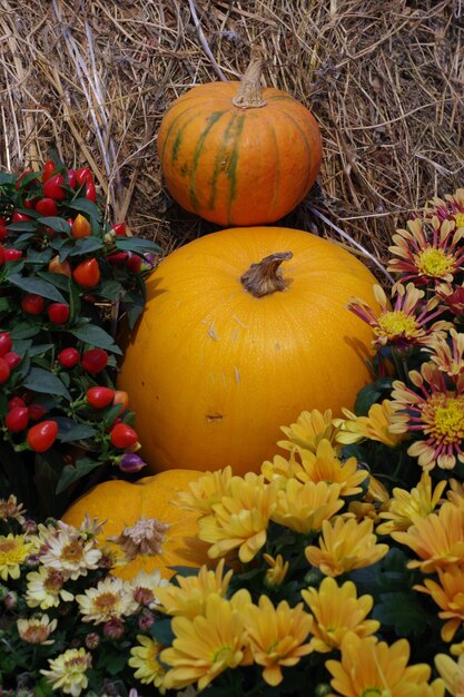 Yellow and orange pumpkins with red peppers and flowers