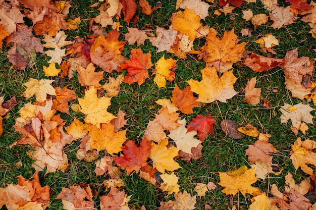 Yellow, orange and red autumn leaves