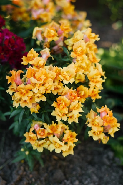 Yellow orange terry Antirrhinum grow in the garden in summer