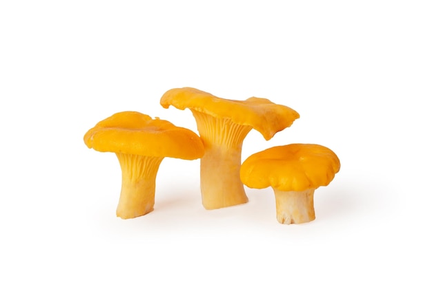 Yellow orange three mushrooms juicy delicious Cantharellus cibarius golden chanterelle with curly hats on fleshy leg Ingredient of dish choice of flavor fillings isolated on white background