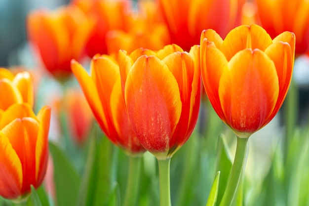 Yellow and orange tulips in a garden