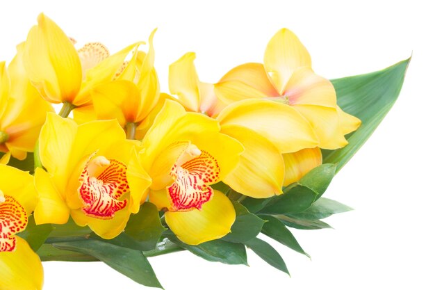 Yellow orchid flowers and green leaves close up isolated on white background