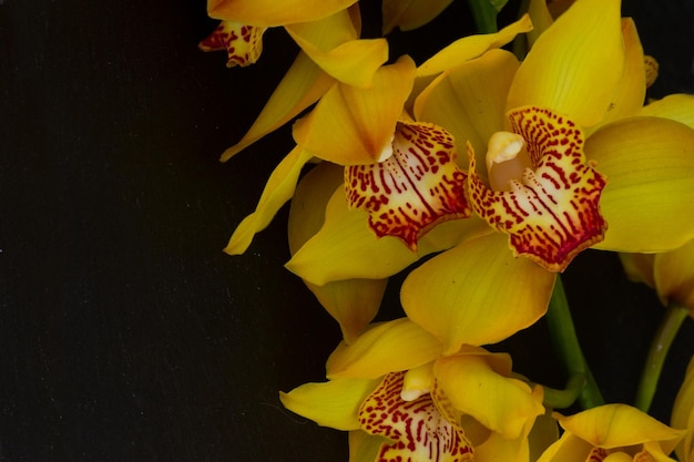 Yellow orchid flowers