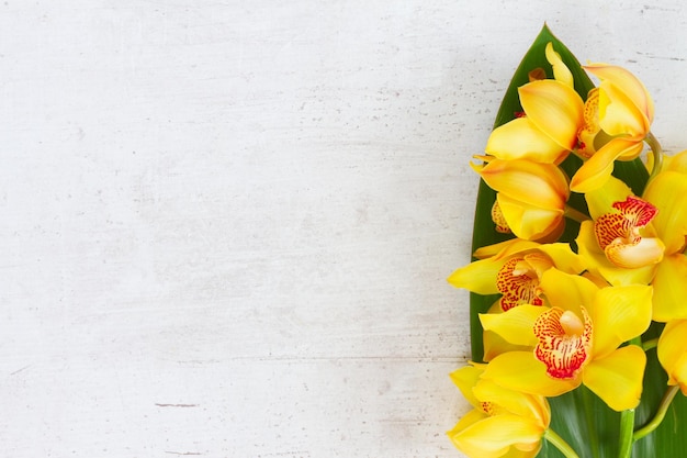 Yellow orchid flowers