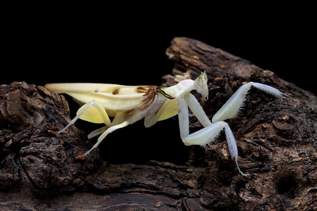 yellow orchid mantis on wood, orchid mantis isolated on black background