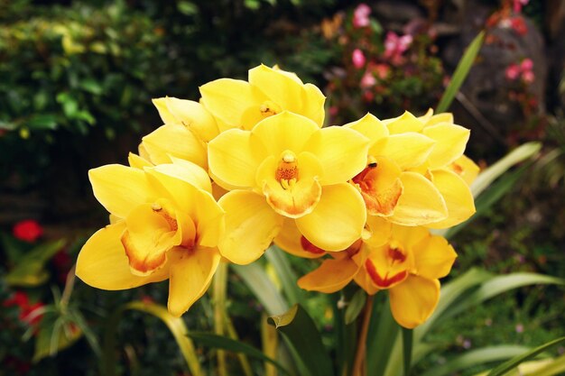 Yellow orchids on a branch in a garden Summer flowers