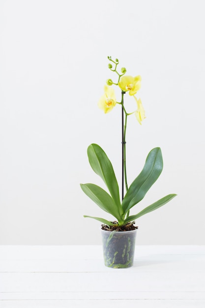 Yellow orchids in flowerpot in white modern interior