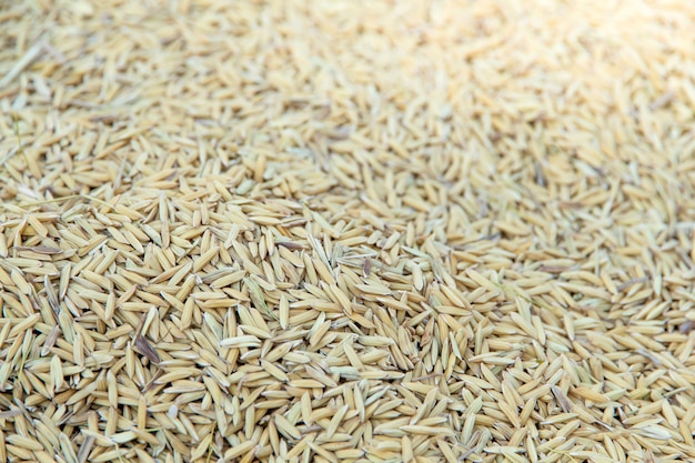 Yellow paddy jasmine rice to dry closed up for background