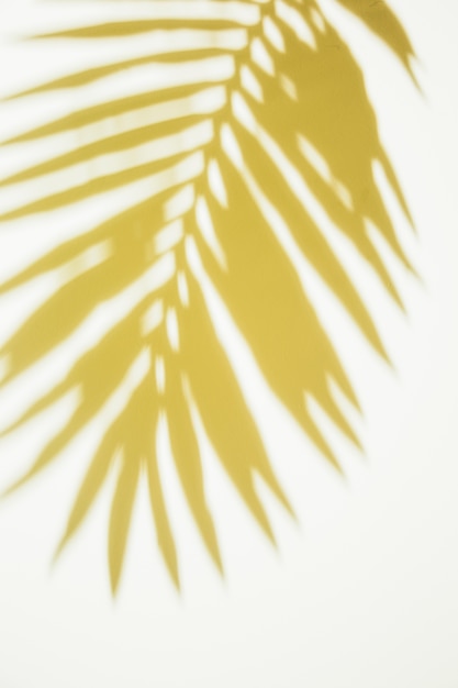 Yellow palm leaves on white backdrop