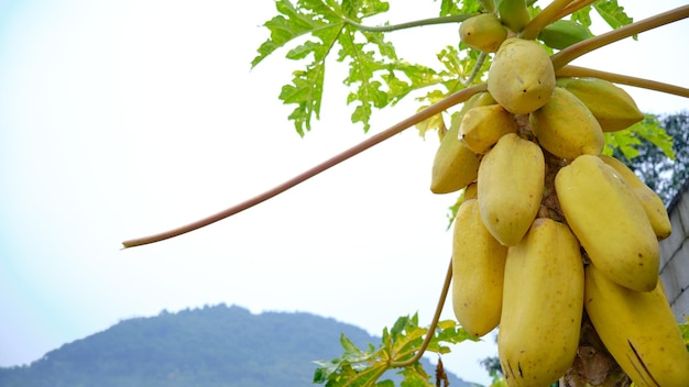 Yellow papaya, golden papaya grow fresh