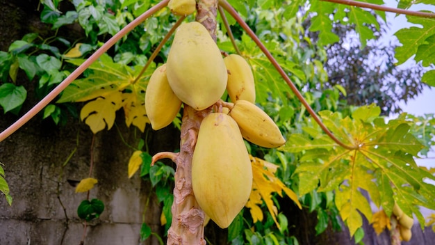 Yellow papaya, golden papaya grow fresh