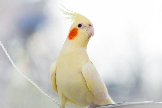 Yellow parrot corella on light 