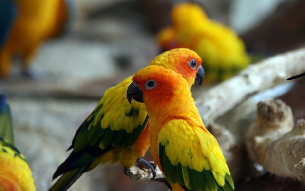 Photo yellow parrot perching on wood in zoo