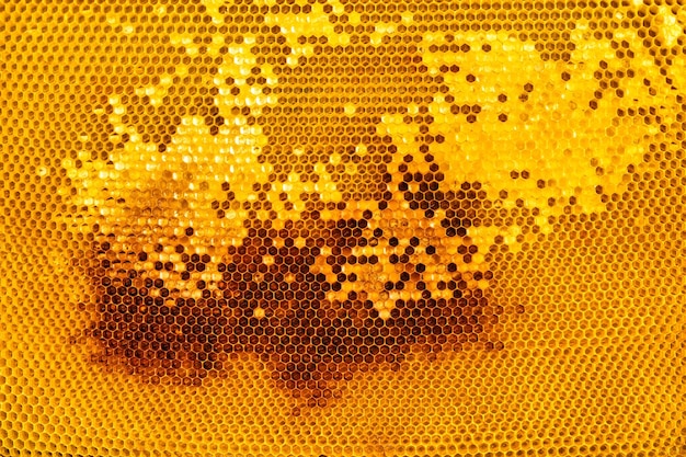 Yellow partially packed honey frame Natural background or texture