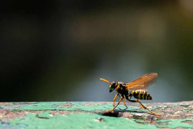 Yellow pattern on the black body of the wasp