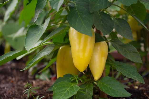 Yellow pepper grows in a greenhouse, ripe pepper fruits grow on a bush in a greenhouse.