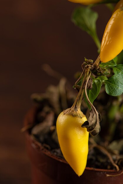 Yellow peppers beautiful yellow peppers on the stem dark background selective focus