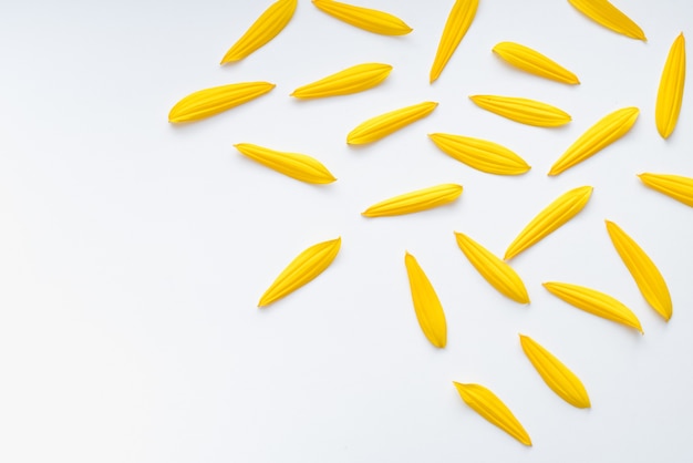 yellow petals on a white background sunflower petals colored background bright background colore