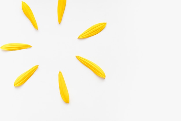 yellow petals on a white background sunflower petals colored background bright background