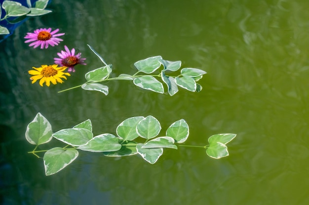 Yellow and pink flowers leaves on the surface of the water in the pond on the occasion of the rite of baptism