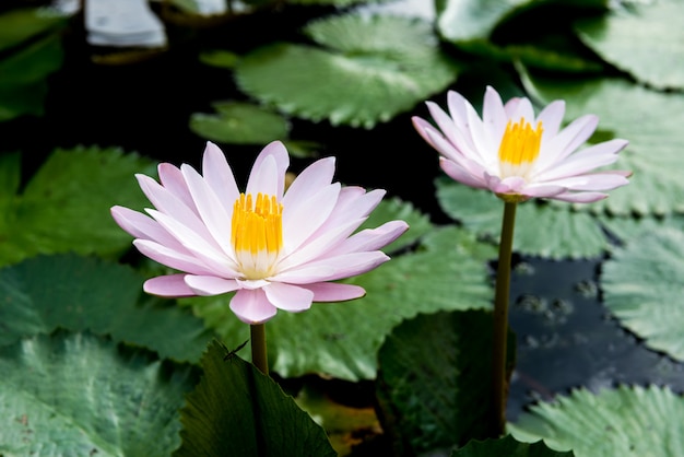 Yellow and pink lotus buds and bloom beautifully