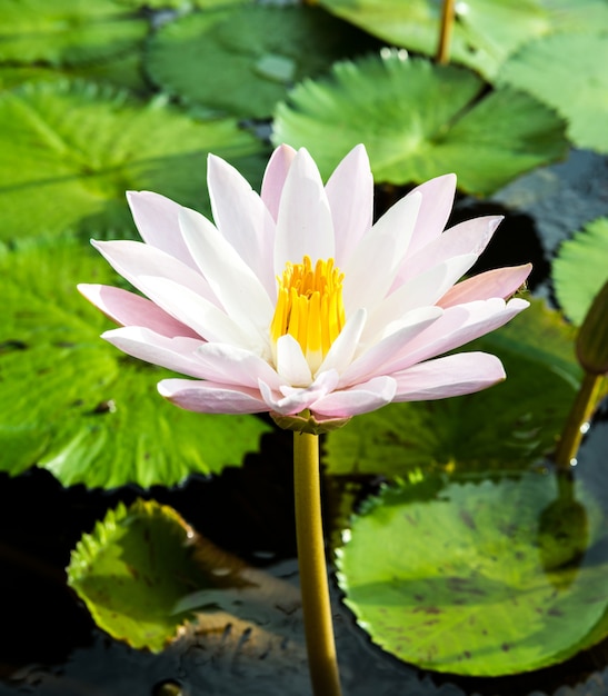 Yellow and pink lotus buds and bloom beautifully