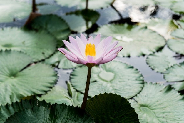 Yellow and pink lotus buds and bloom beautifully