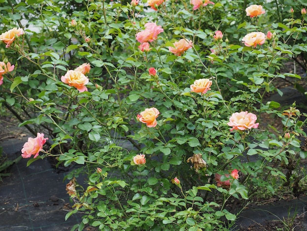 Yellow pink rose flower