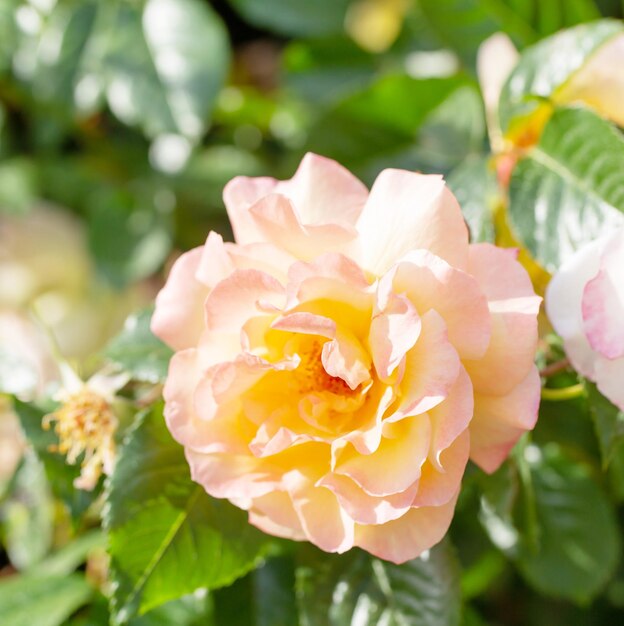 yellow and pink roses in sunlight close up