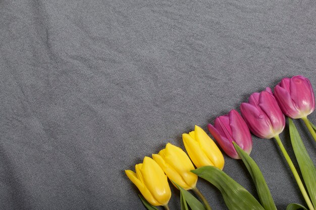 Photo yellow and pink tulips lined up in a row on a gray background