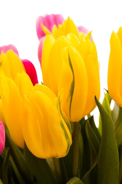 Yellow and pink tulips in spring bouquet.