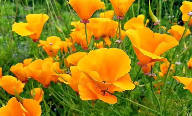 Yellow poppies. Close up. England countryside