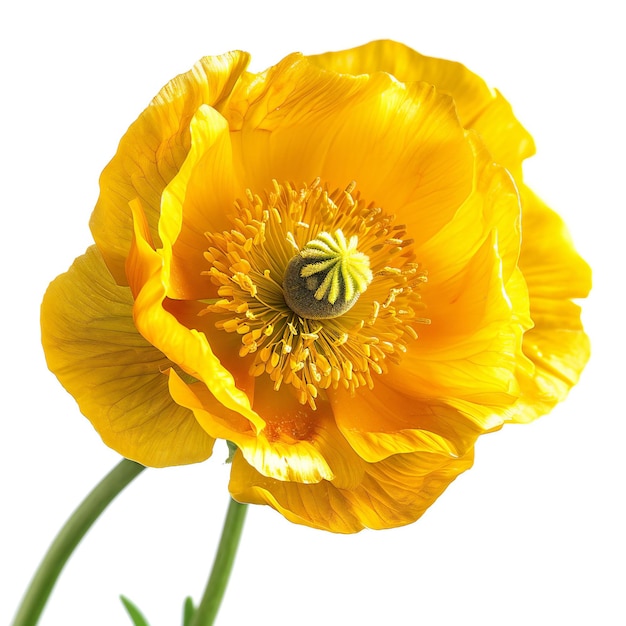 Yellow poppy flower isolated on white background