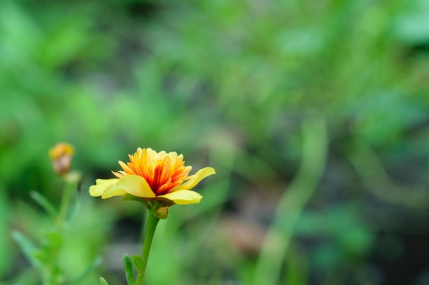 In yellow portulaca with red stamens blooming in the green garden