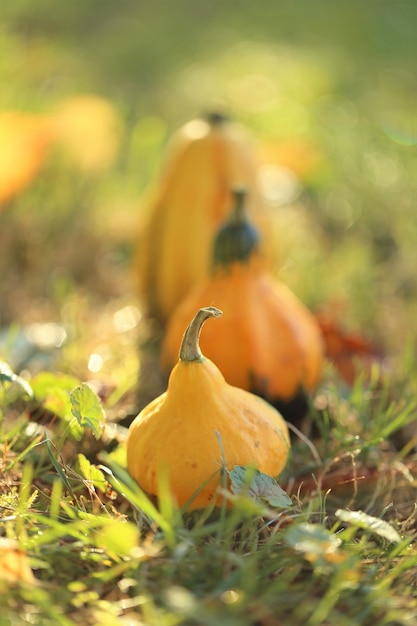 Yellow pumpkins on the grass on a sunny day