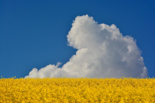 yellow rape field and white cloud