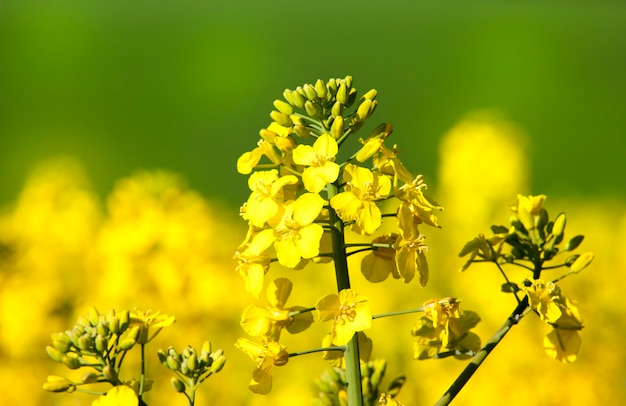 Yellow rape flower in the field. Spring