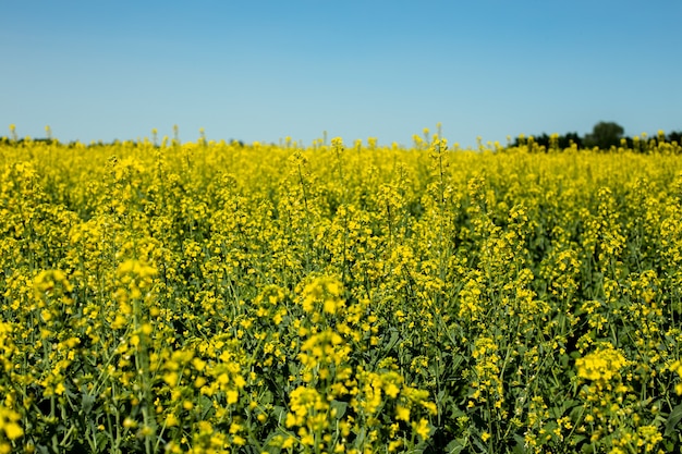 Yellow rape flowers close-up against blue sky, oilseed crop, source of butter and nectar for beekeeping.