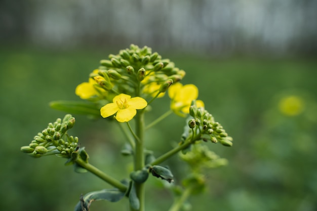 Yellow rapeseed close-up plant rapeseed on yellow background