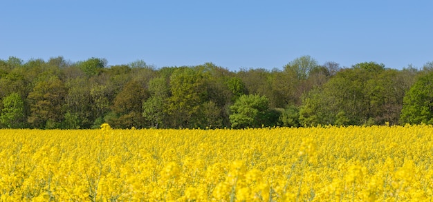 A yellow rapeseed field lined with trees