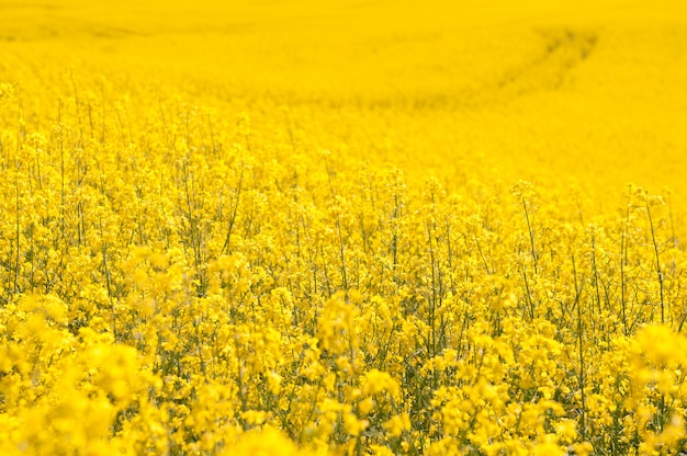 Yellow Rapeseed field