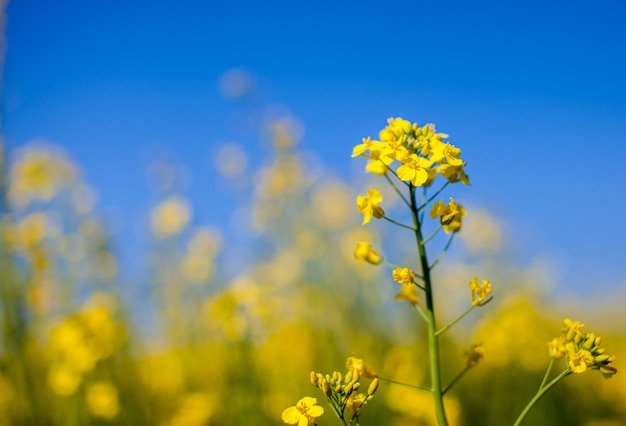 Yellow rapeseed flowers in a field against a blue sky. yellow rapeseed flowers, rape, colza, rapaseed, oilseed, canola, closeup against s sunny blue sky