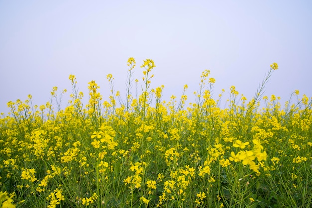 Yellow Rapeseed flowers in the field with blue sky selective focus Natural landscape view