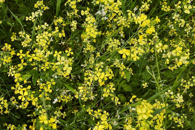 Yellow rapeseed flowers on the field