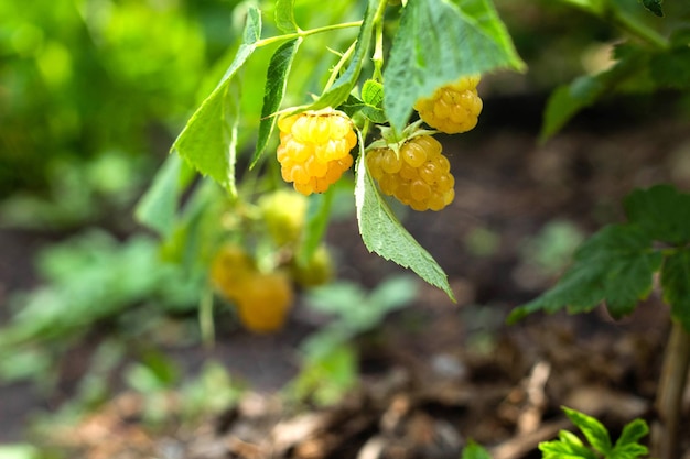 Yellow raspberries growing organic berries Close up