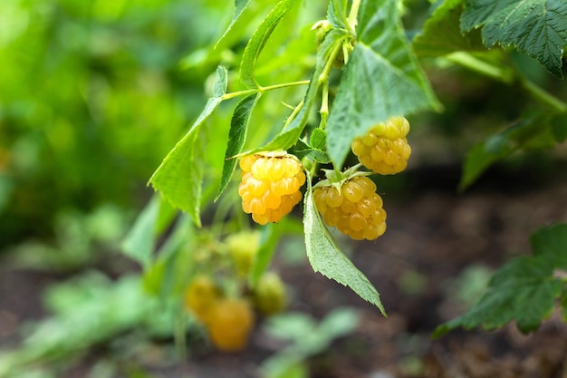 Yellow raspberry on the branch