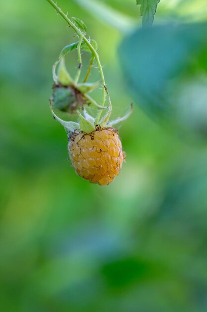 Yellow raspberry on a green background on a sunny summer day macro photography