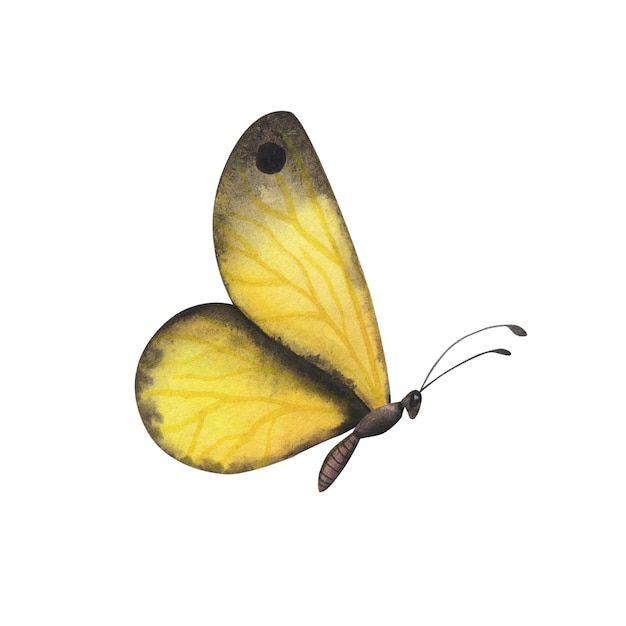 Yellow realistic butterfly with detailed wings isolated Watercolor hand drawn realistic insect llustration for design